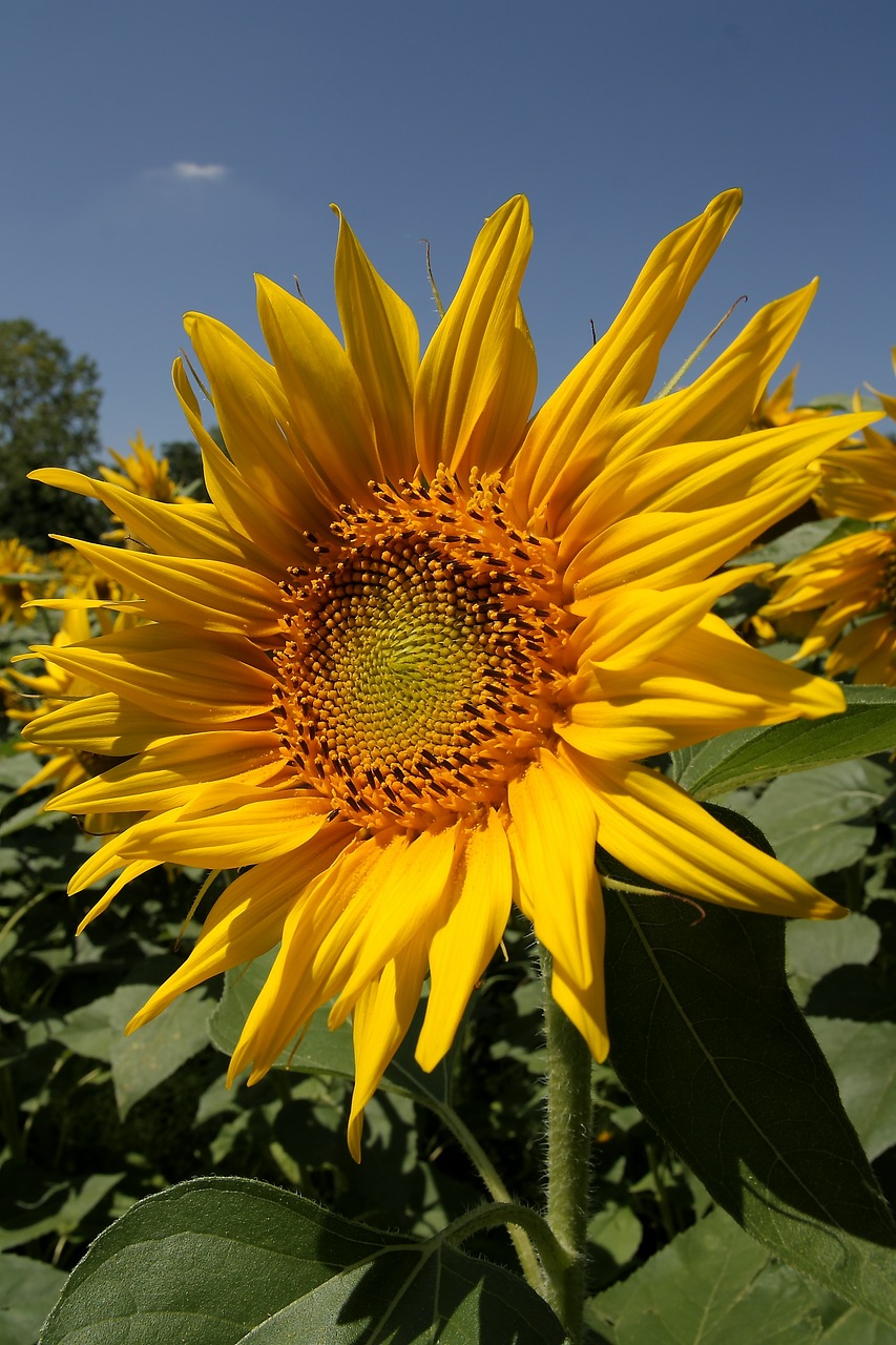 sunflower nature flowers free photo