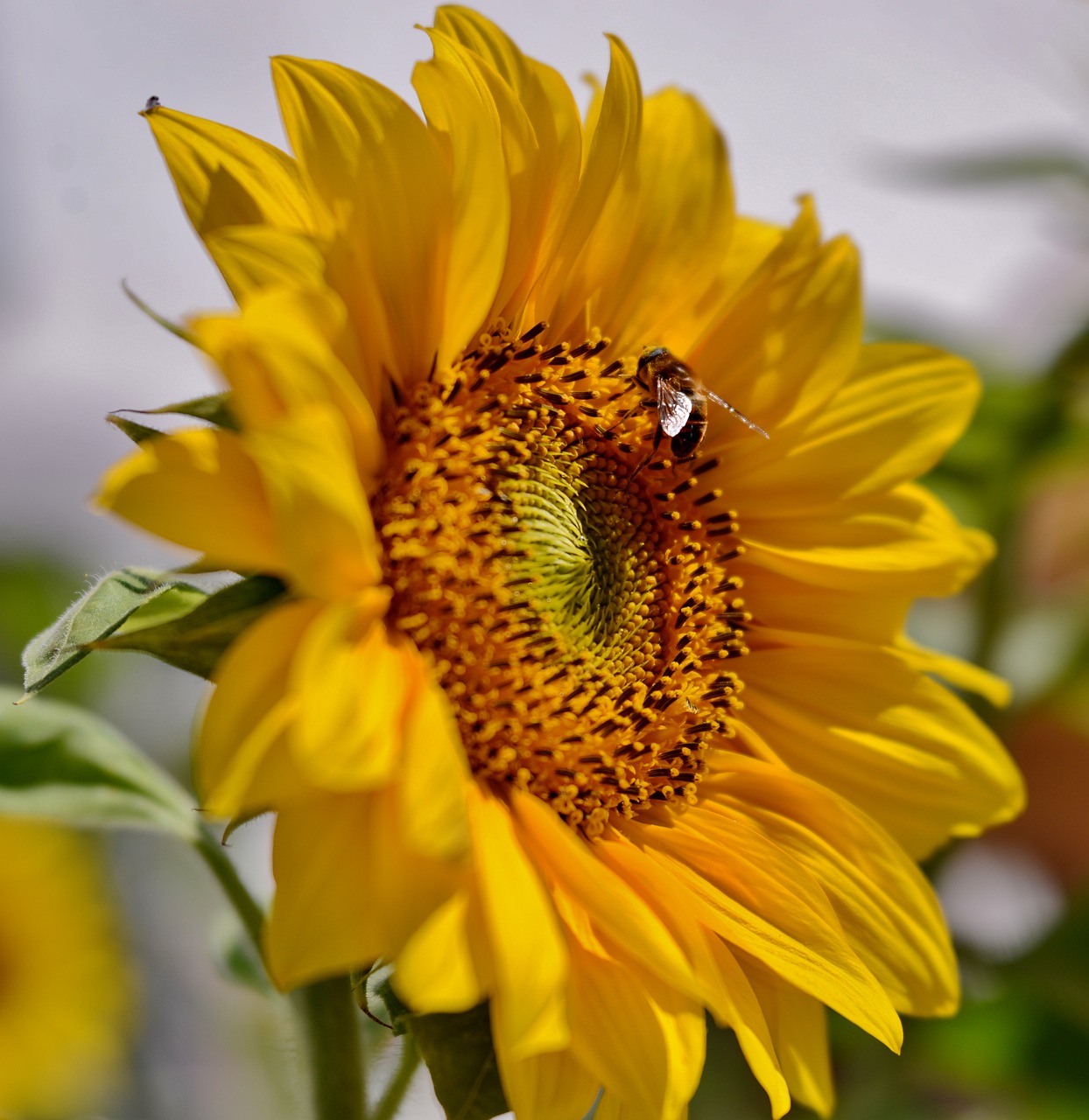 sunflower  bee  bees free photo