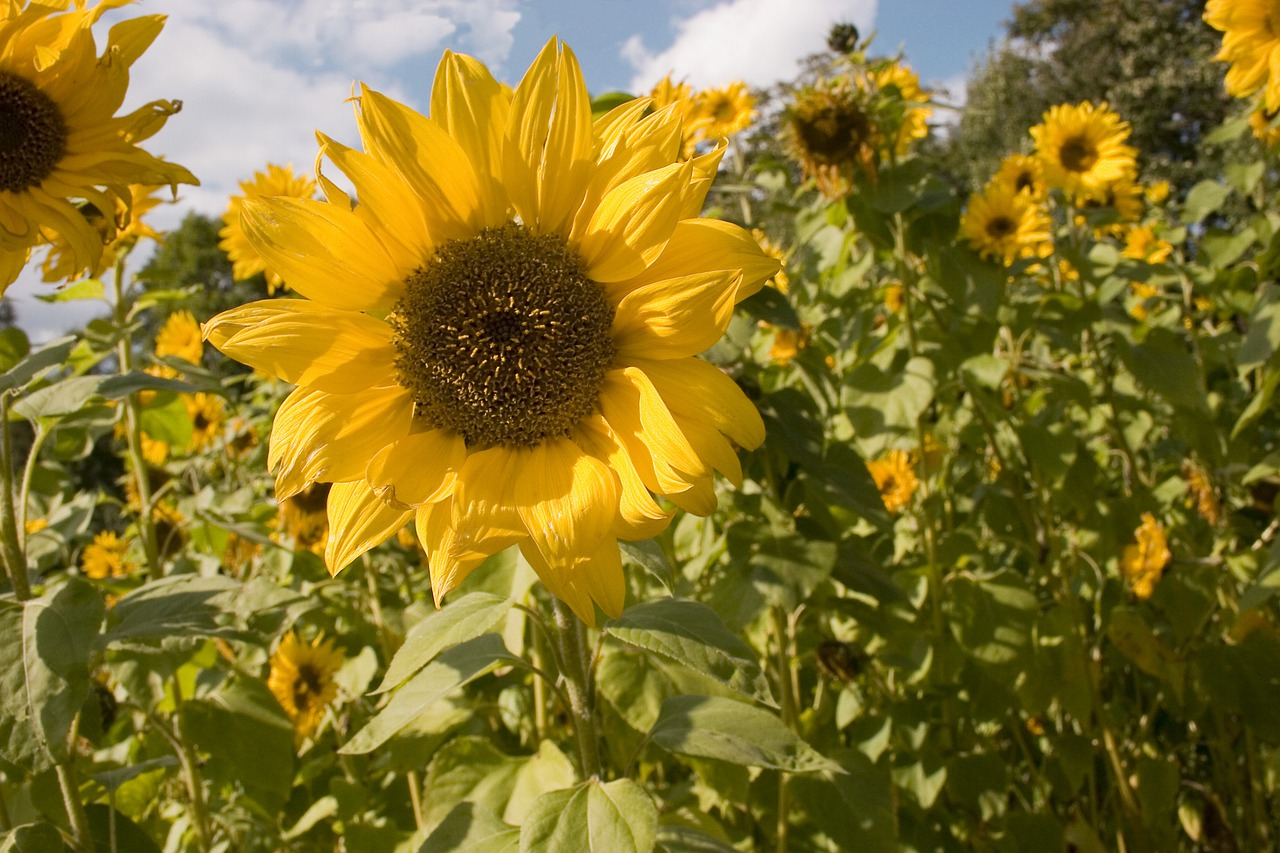 sunflower  flowers  the petals free photo