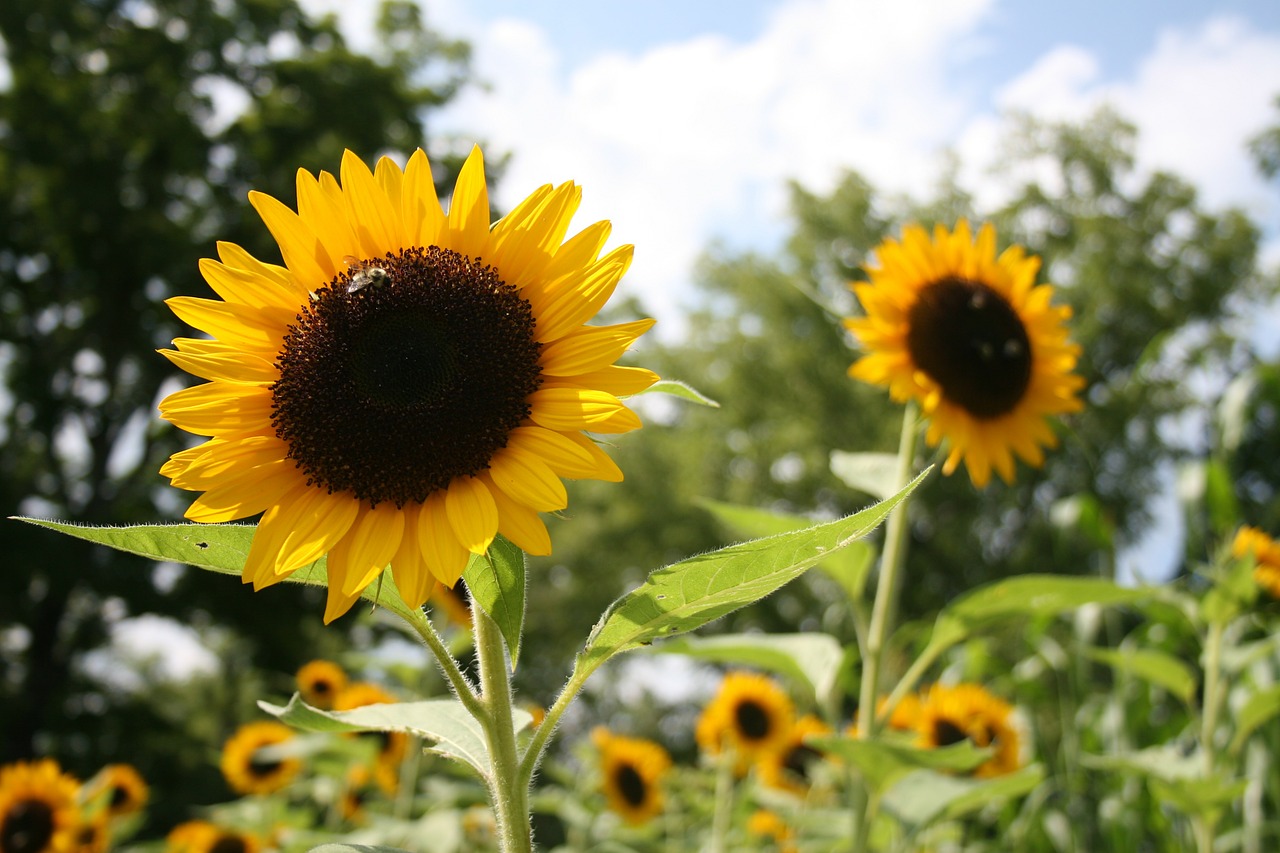 sunflower flowers floral free photo