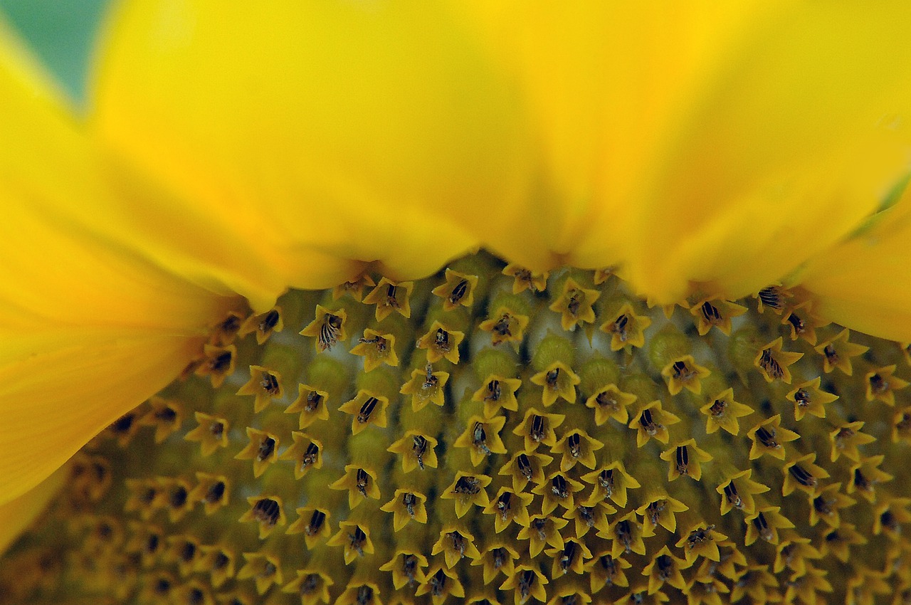 sunflower  seeds  petal free photo