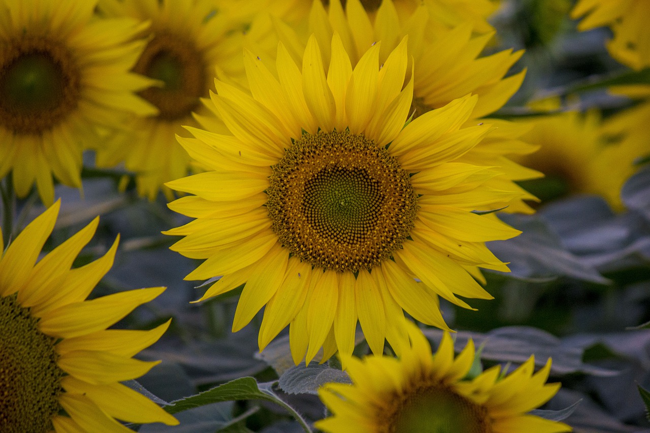 sunflower  field  flowers free photo