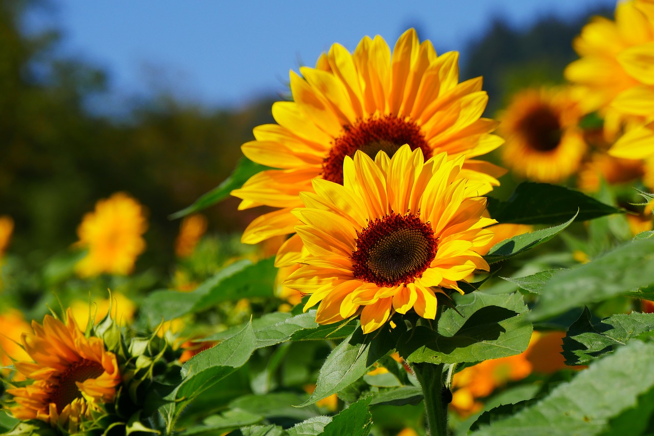 sunflower  summer  yellow free photo