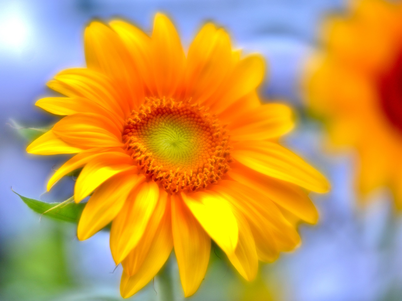 sunflower  yellow  summer free photo