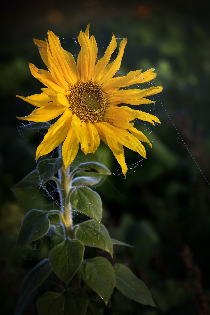 sunflower  plant  yellow free photo