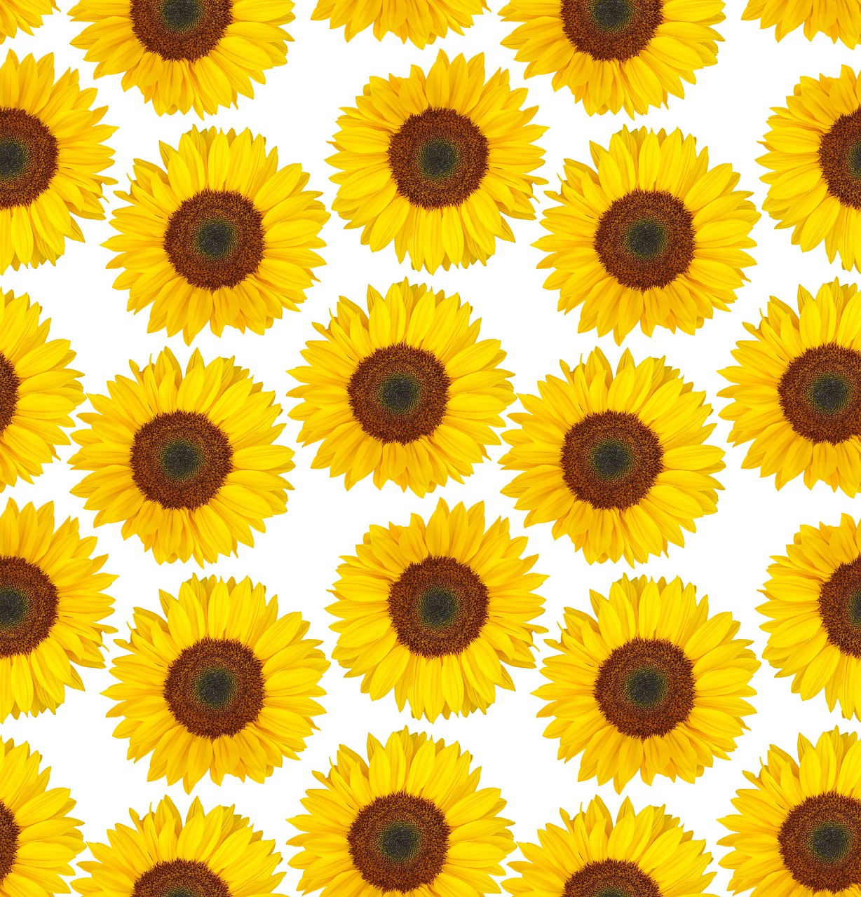 sunflower  summer  yellow flowers free photo