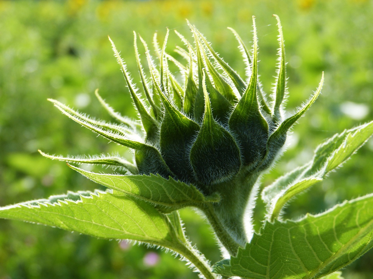 sunflower  bud  unopened free photo