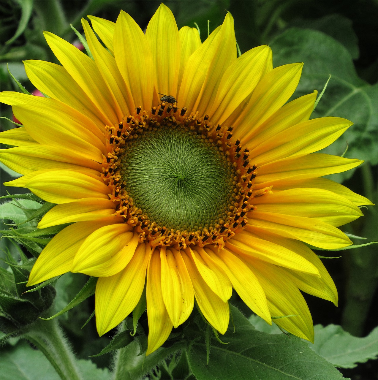 sunflower  fly  petals free photo