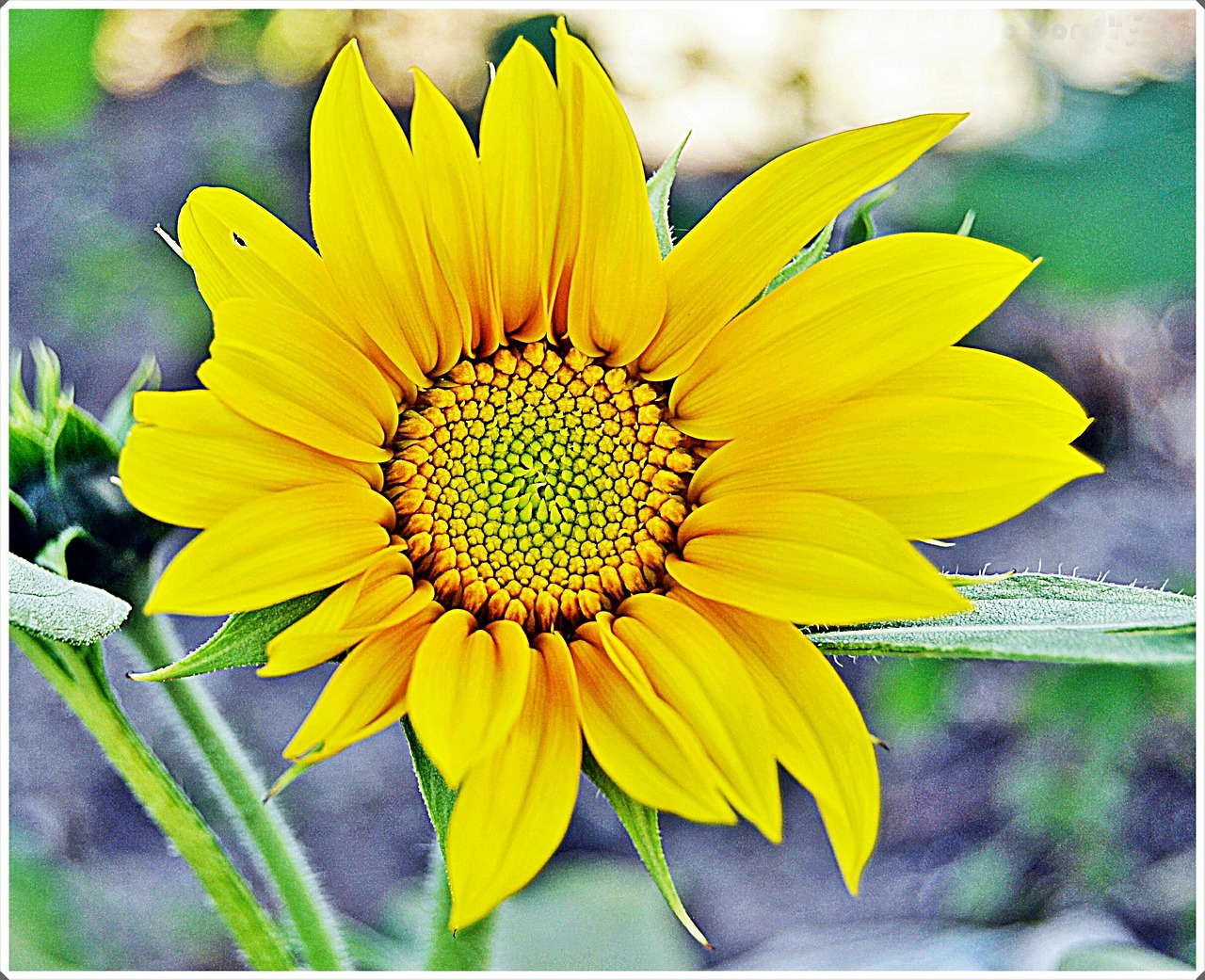 sunflower flowers garden free photo