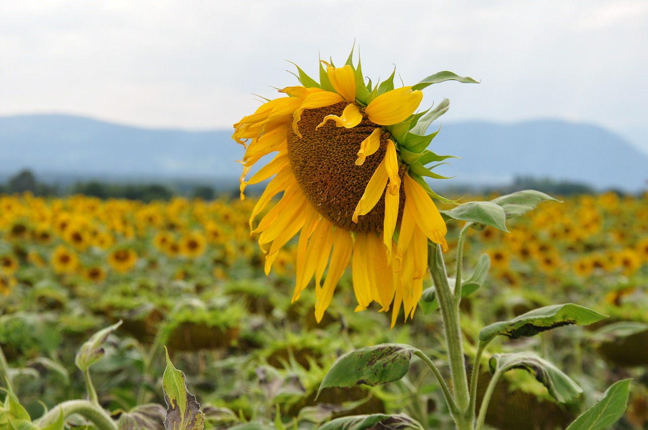 sunflower sunflower field laconnex free photo