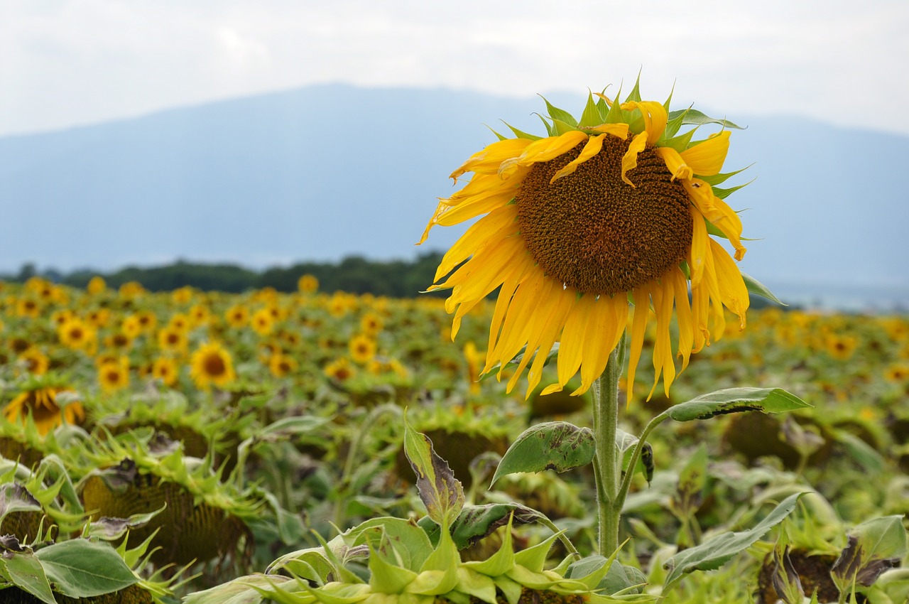 sunflower sunflower field laconnex free photo