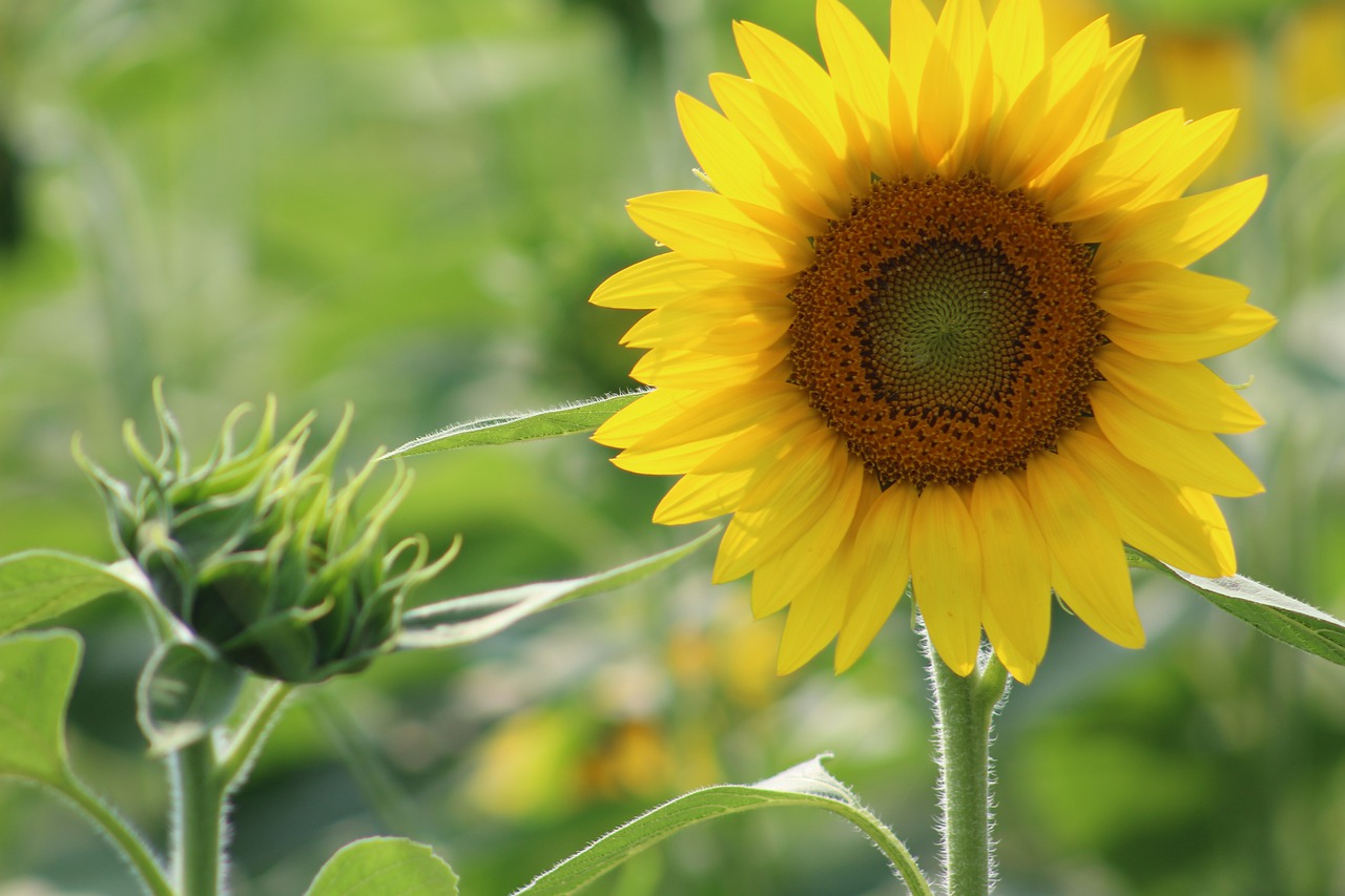 sunflower  flower  yellow free photo