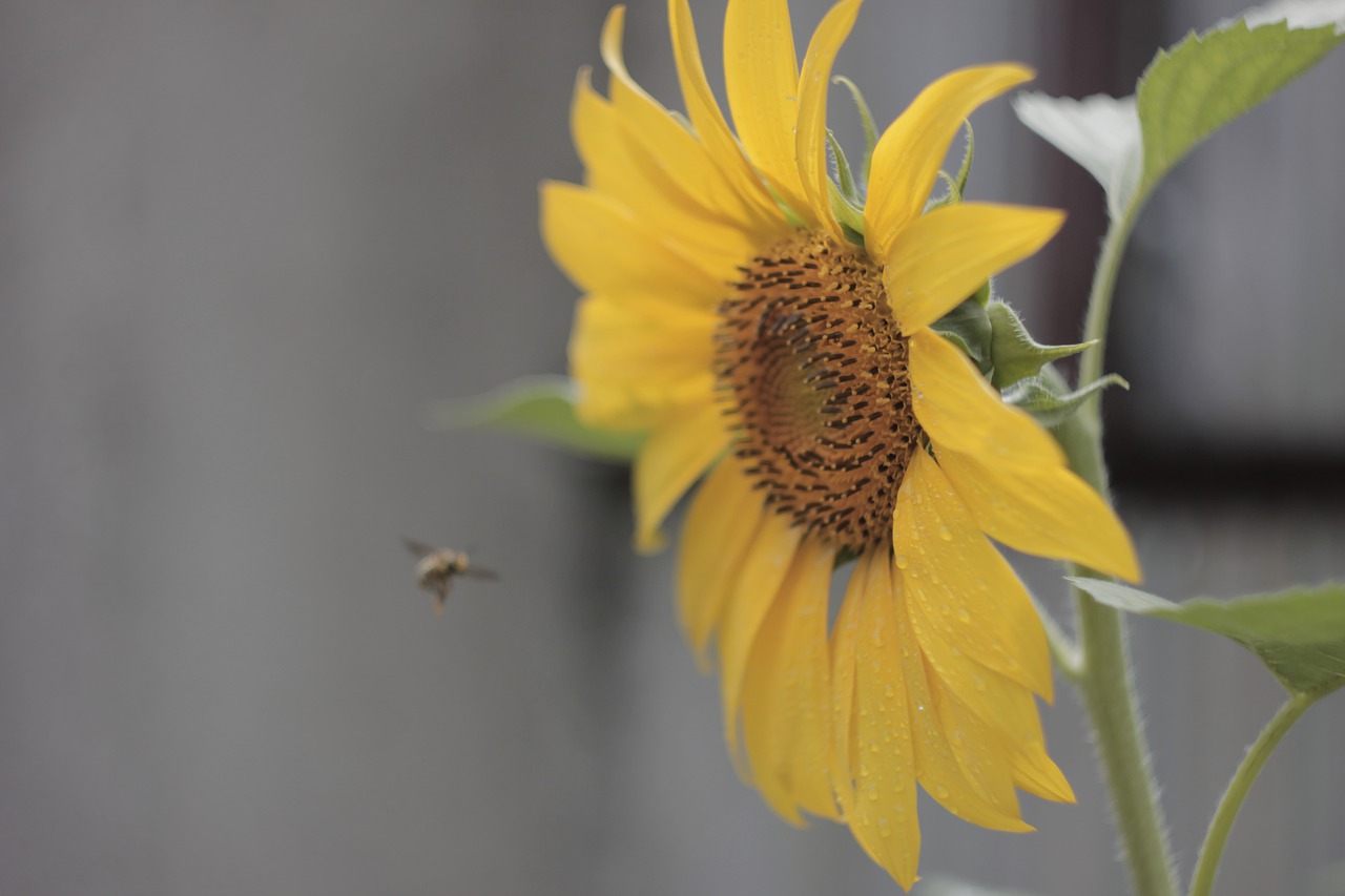 sunflower  bee  bloom free photo