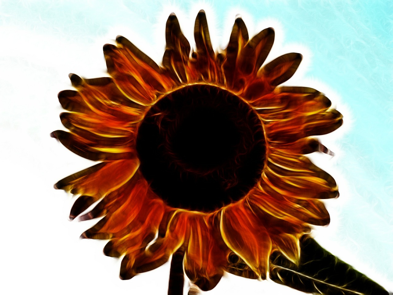 sunflower digital art abstract free photo