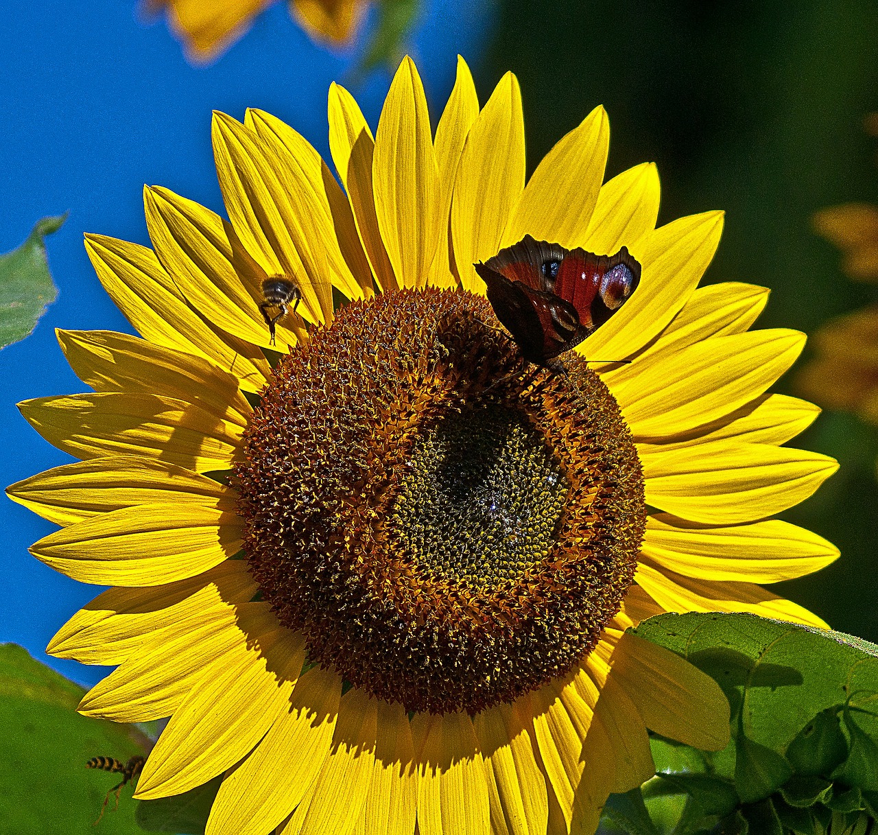 sunflower flower butterfly free photo