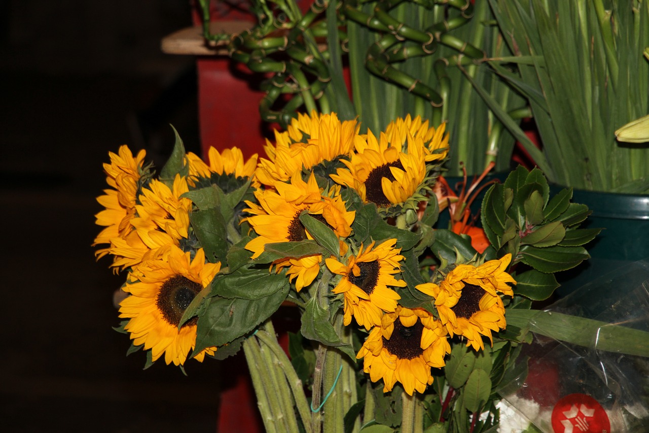 sunflower flowers flower free photo