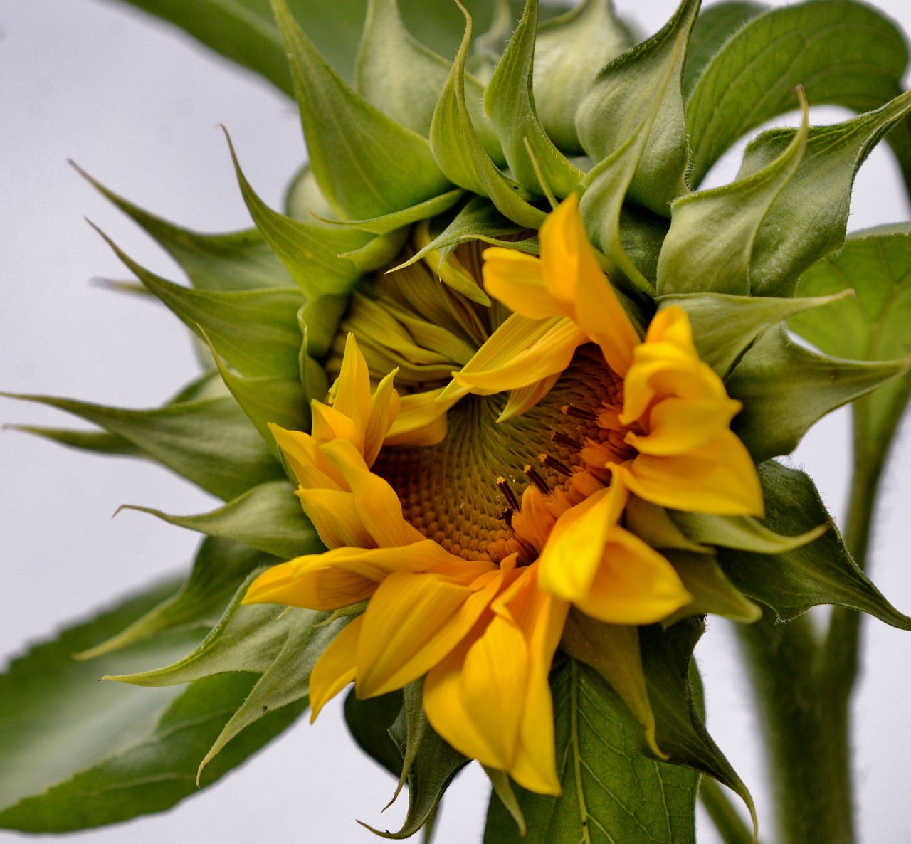 sunflower  seeds  flower free photo