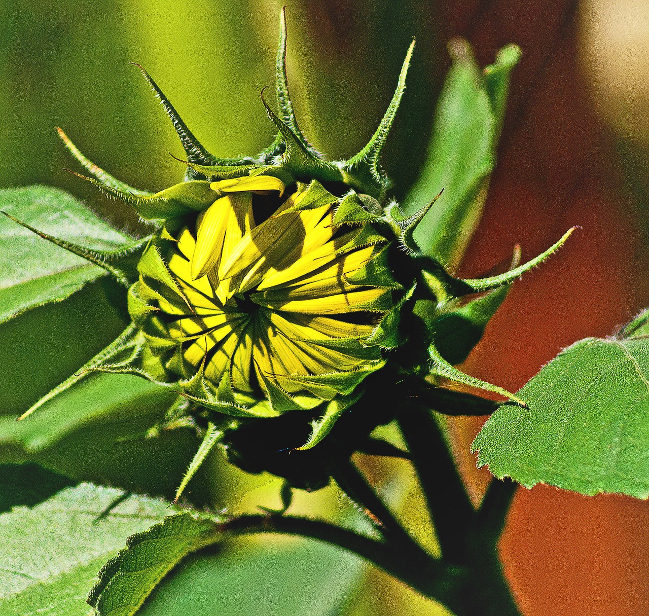 sunflower young collapsed free photo