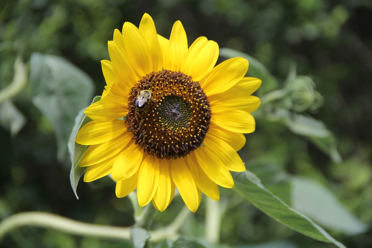 sunflower flower yellow free photo