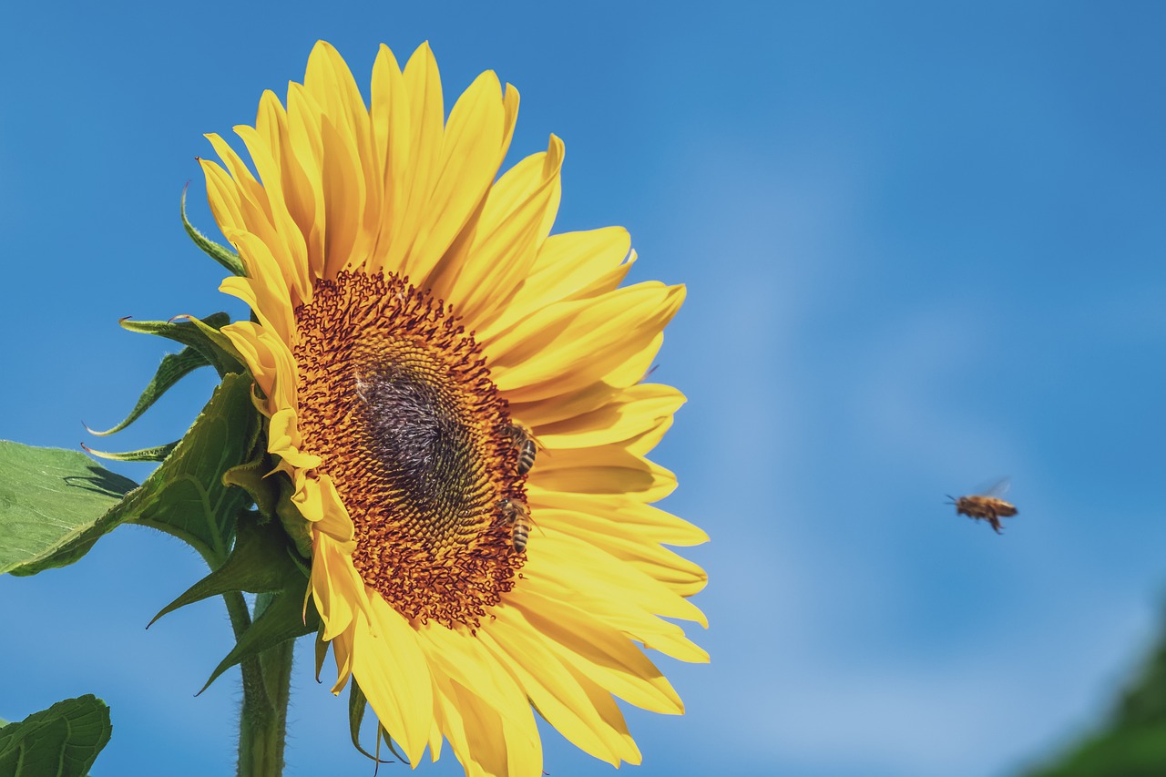 sunflower  flower  yellow free photo