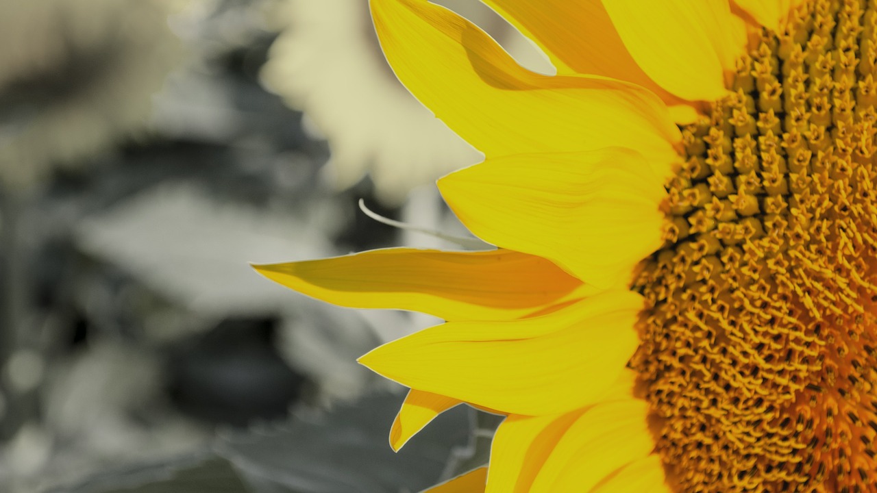 sunflower plants summer free photo