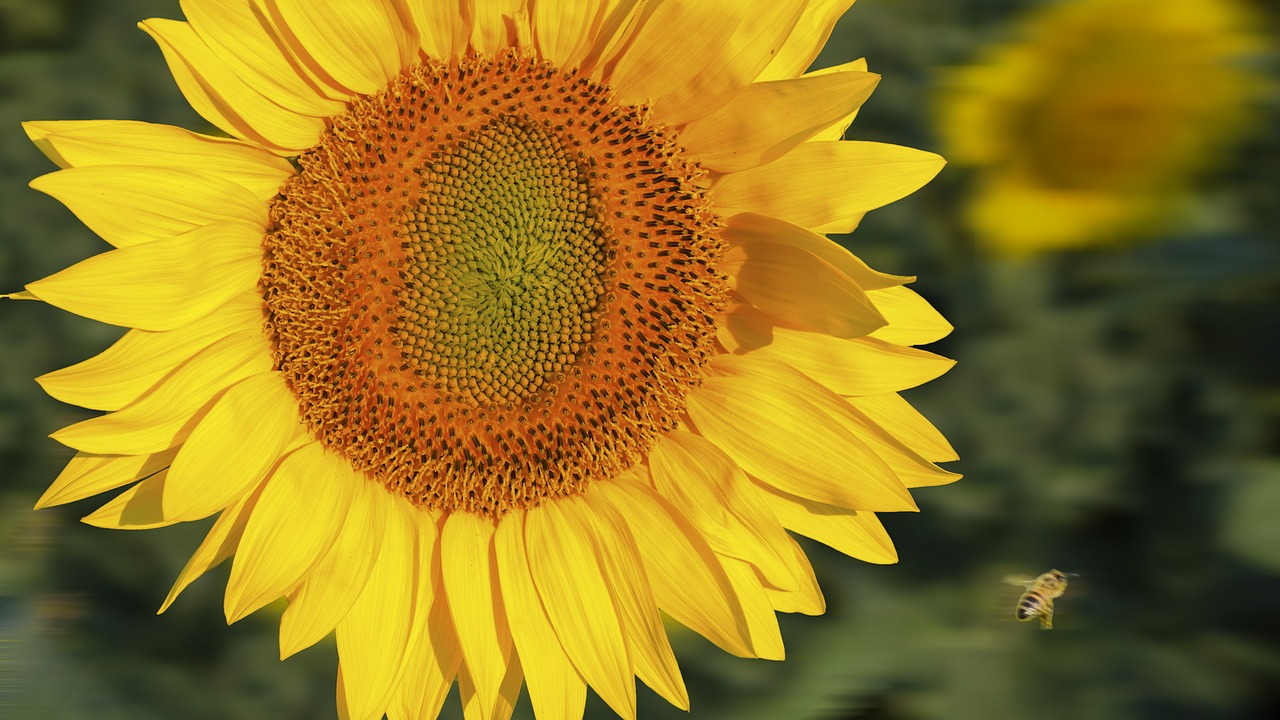 sunflower plants summer free photo