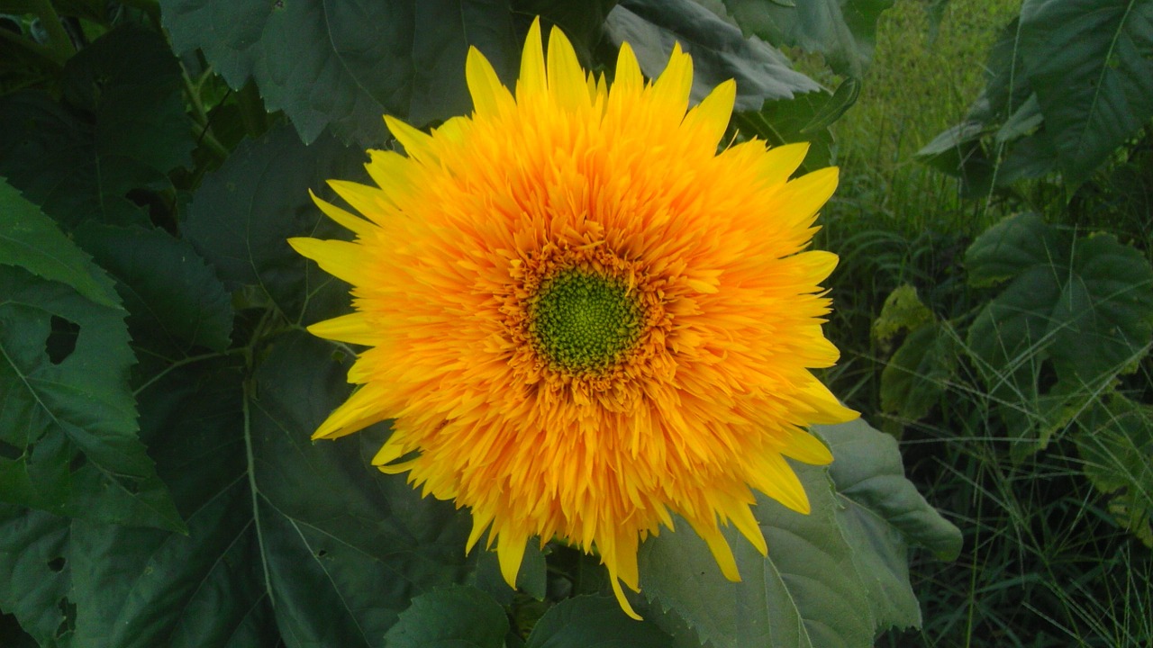 sunflower flower yellow free photo