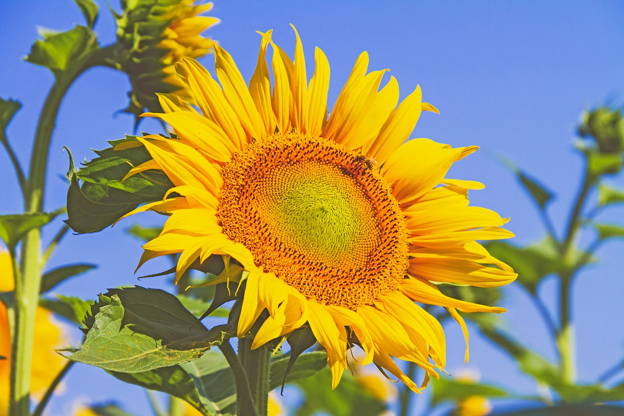 sunflower  yellow  nature free photo