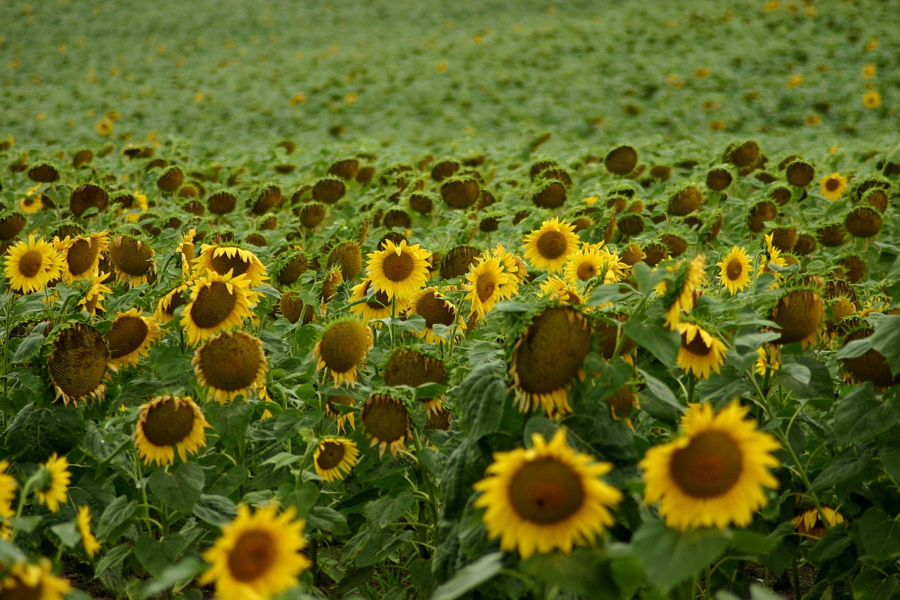 sunflower field flowers free photo