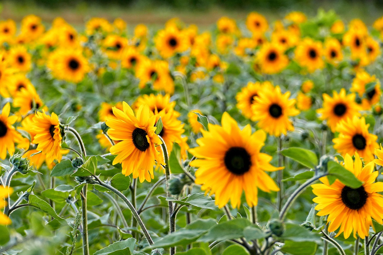 sunflower  sunflowers  flowers free photo