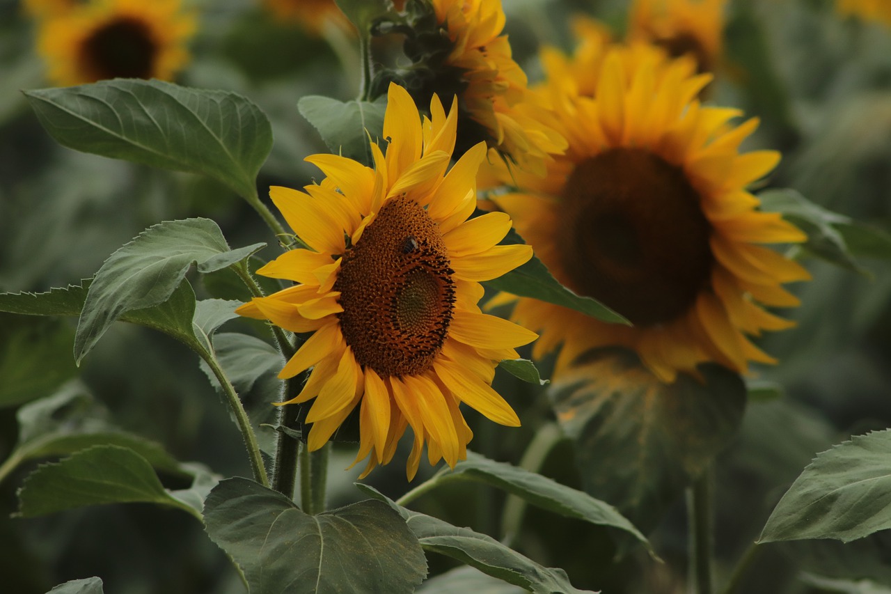 sunflower  agriculture  flora free photo