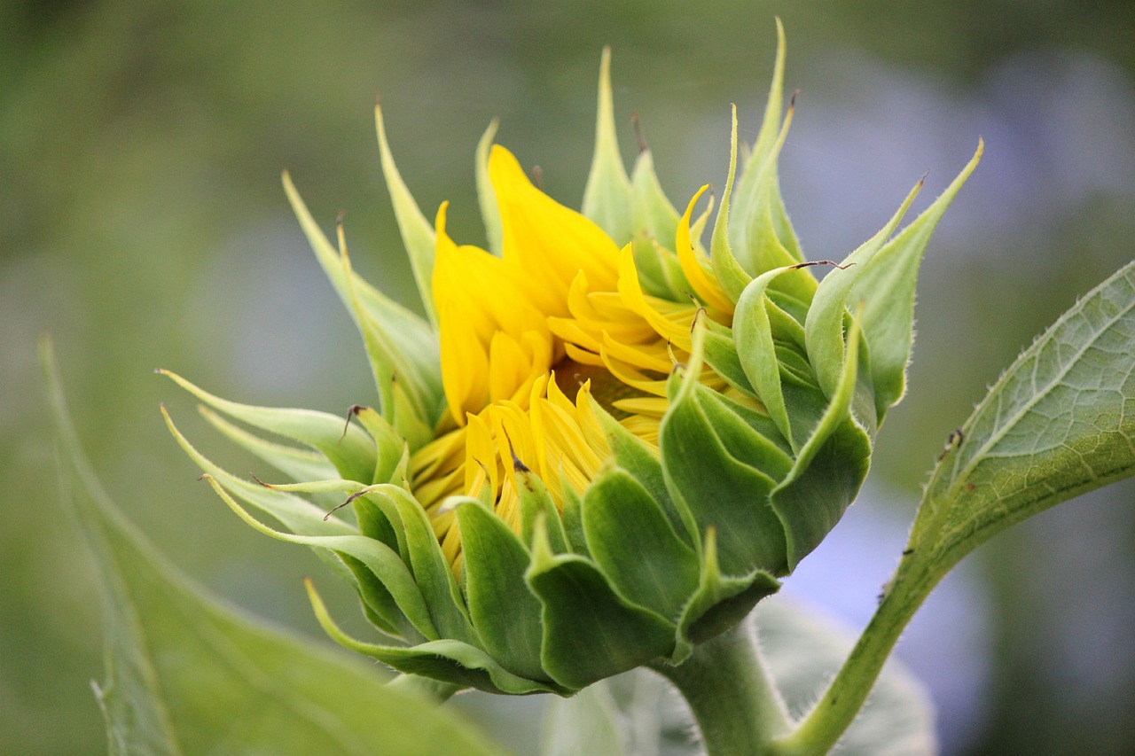 sunflower yellow flower free photo