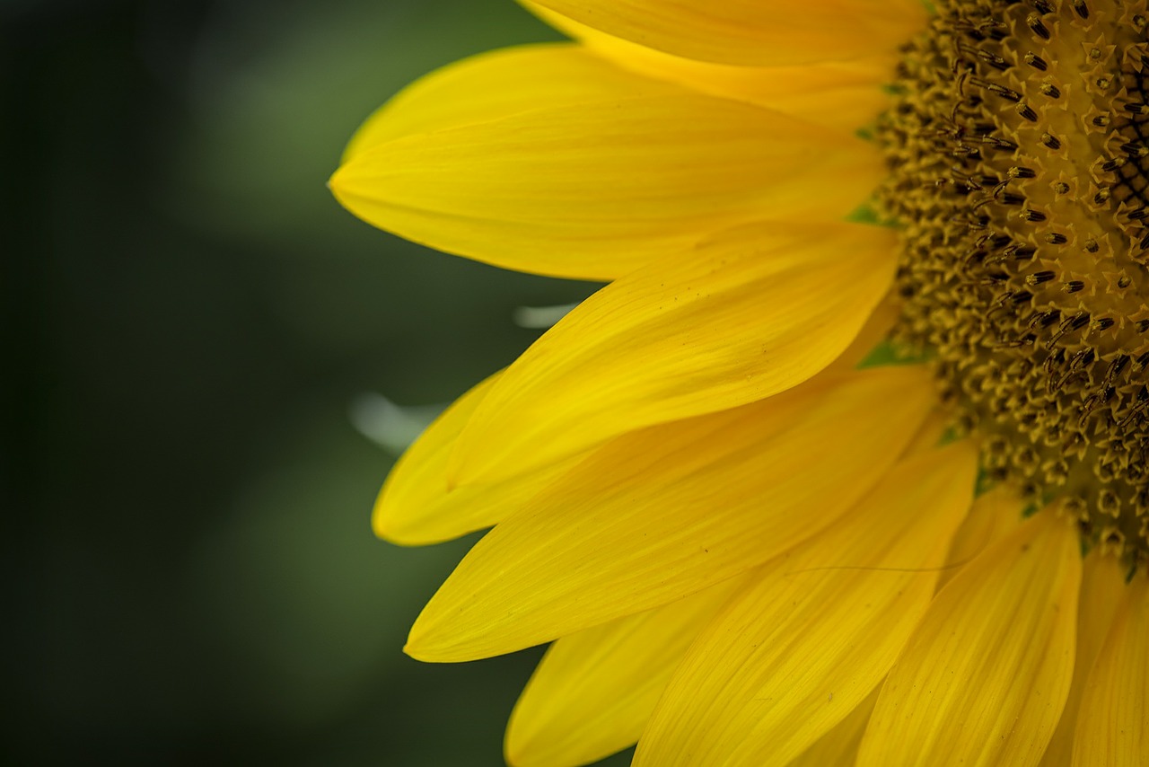 sunflower yellow flower free photo