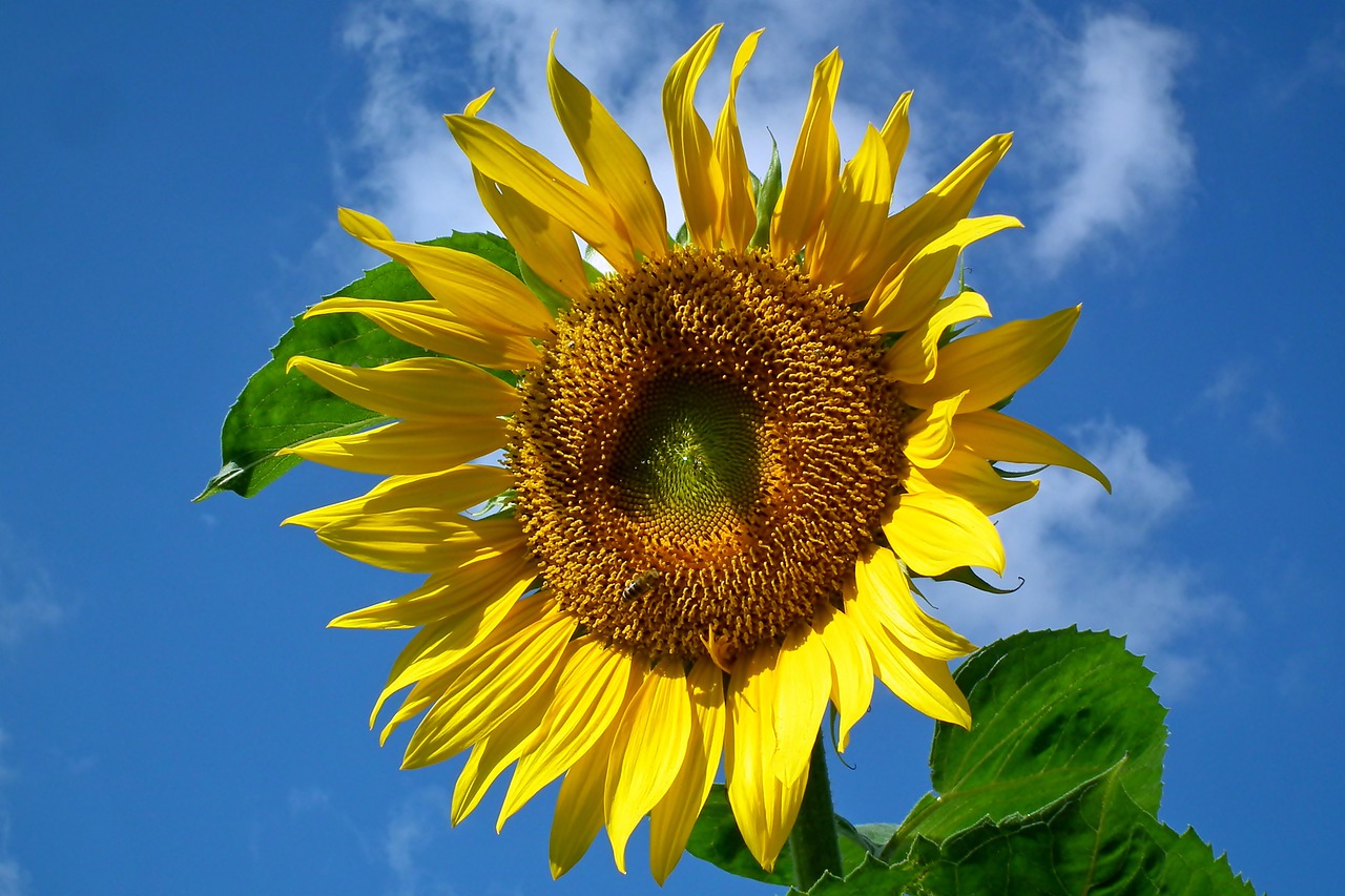 sunflower  flower  yellow free photo