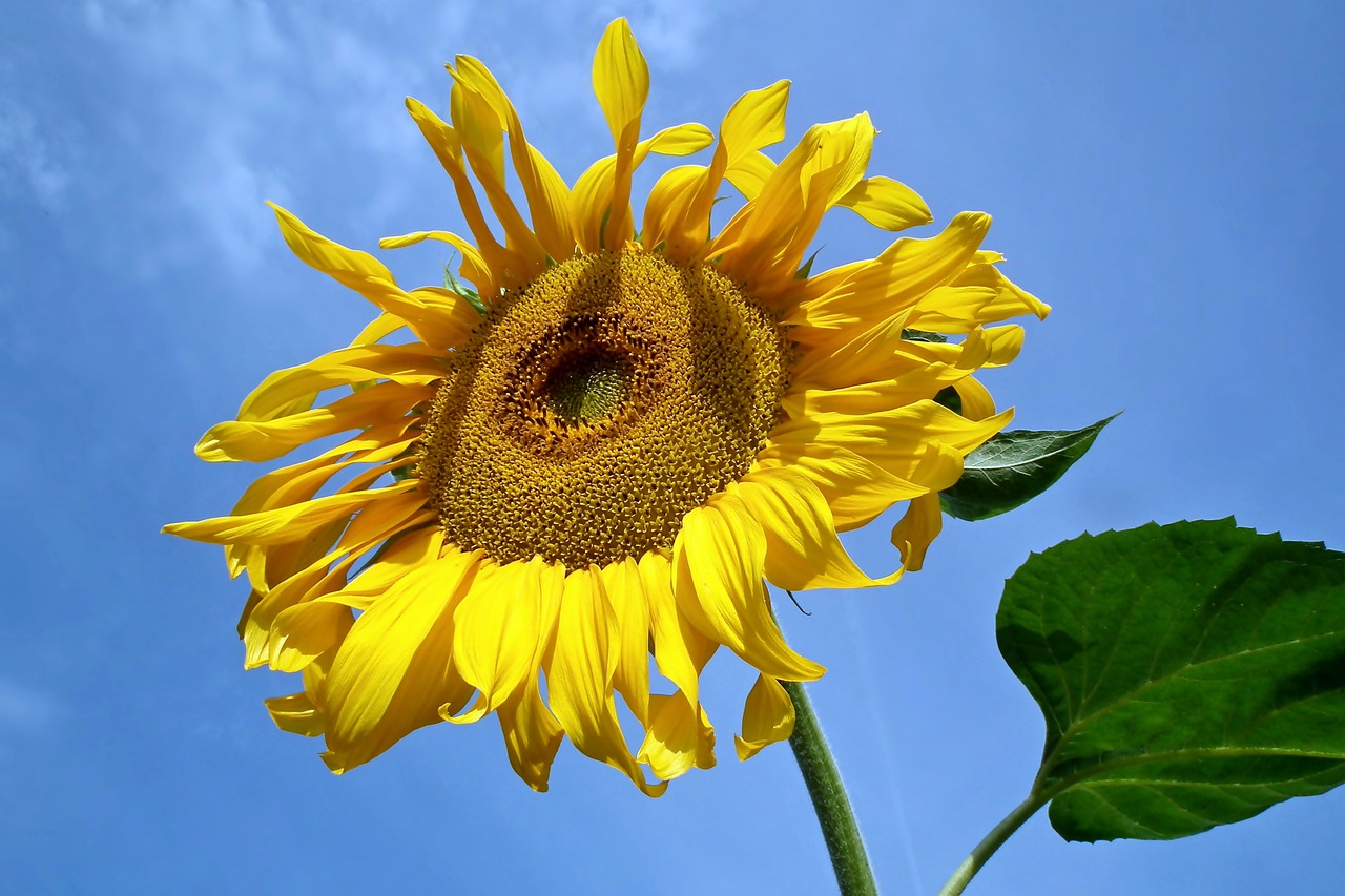 sunflower  flower  summer free photo