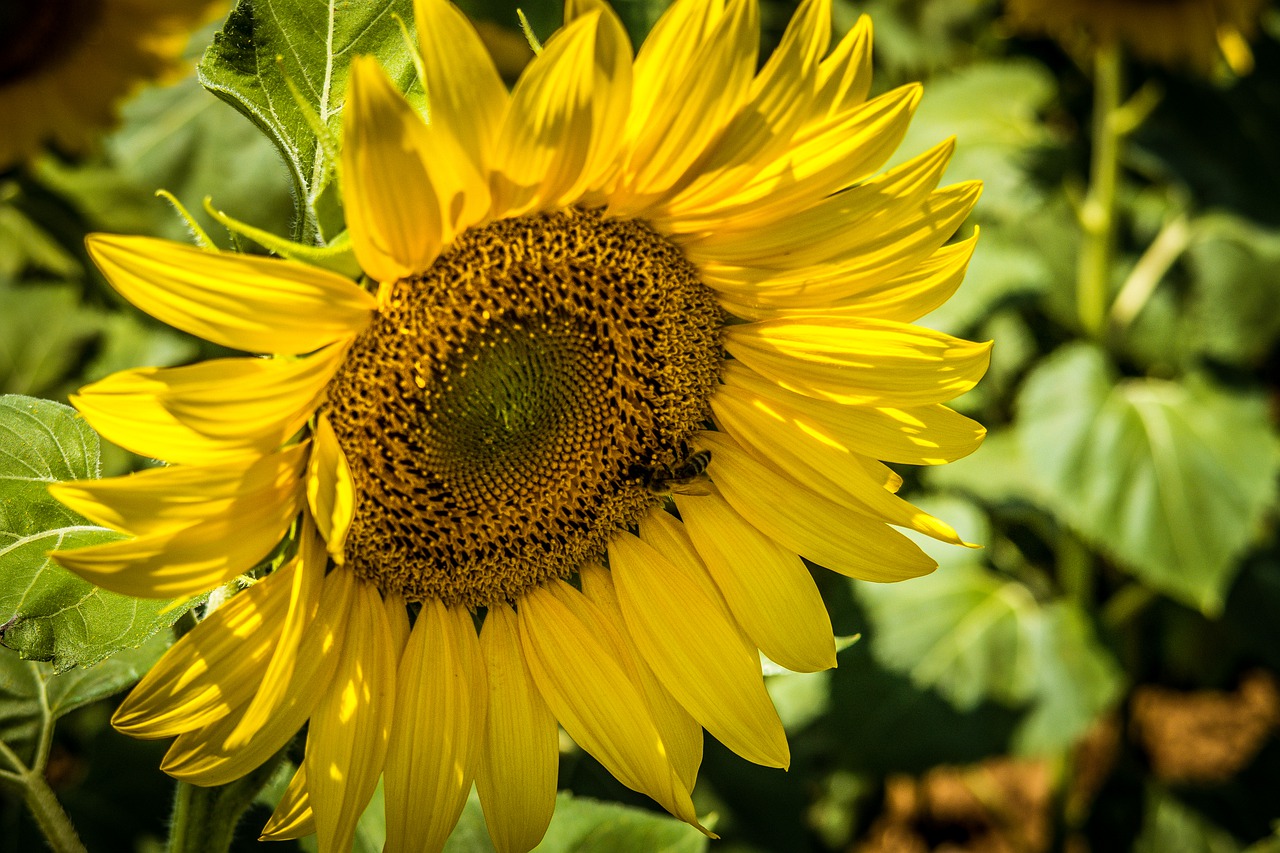 sunflower  petals  yellow free photo