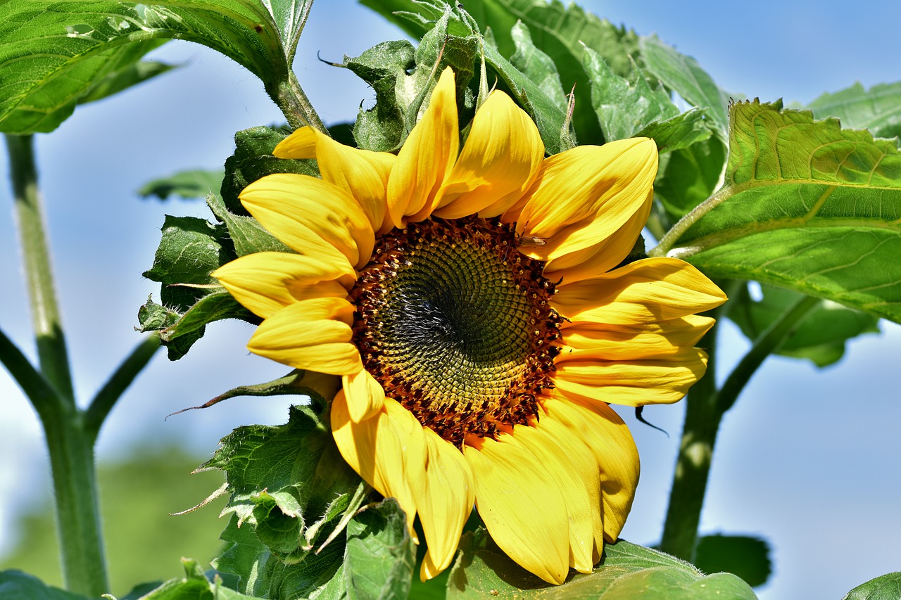 sunflower  flower  blossom free photo
