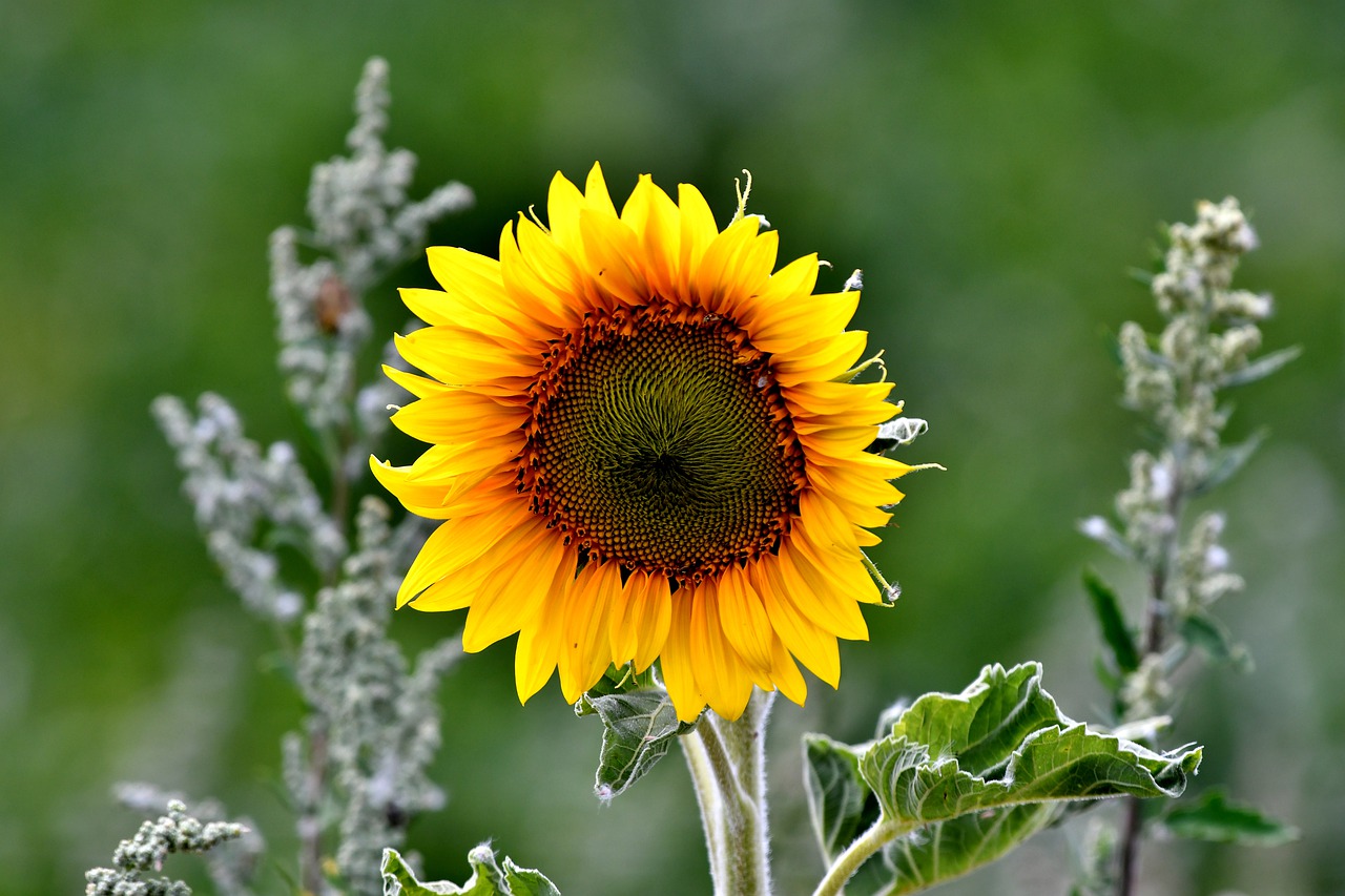 sunflower  flower  petals free photo