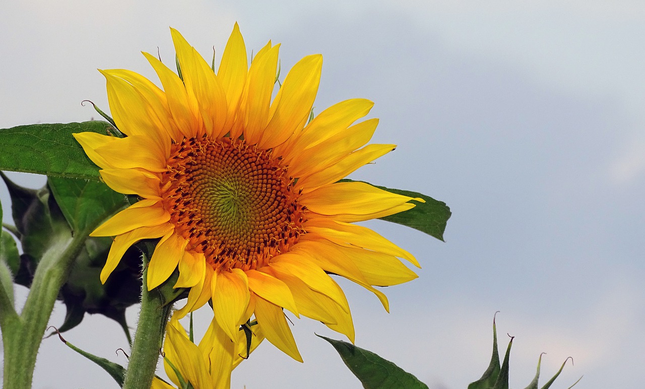 sunflower  helianthos  yellow free photo