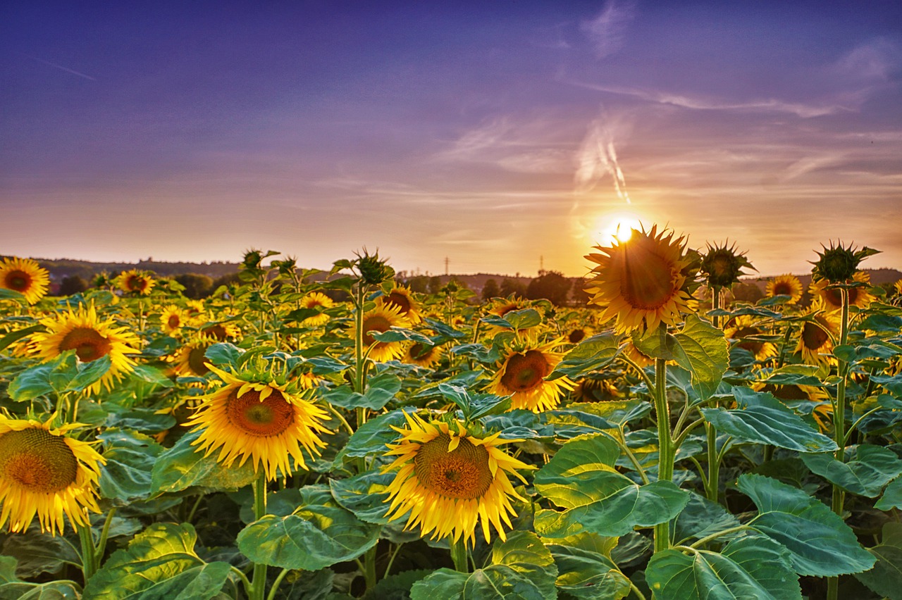 sunflower  abendstimmung  summer free photo
