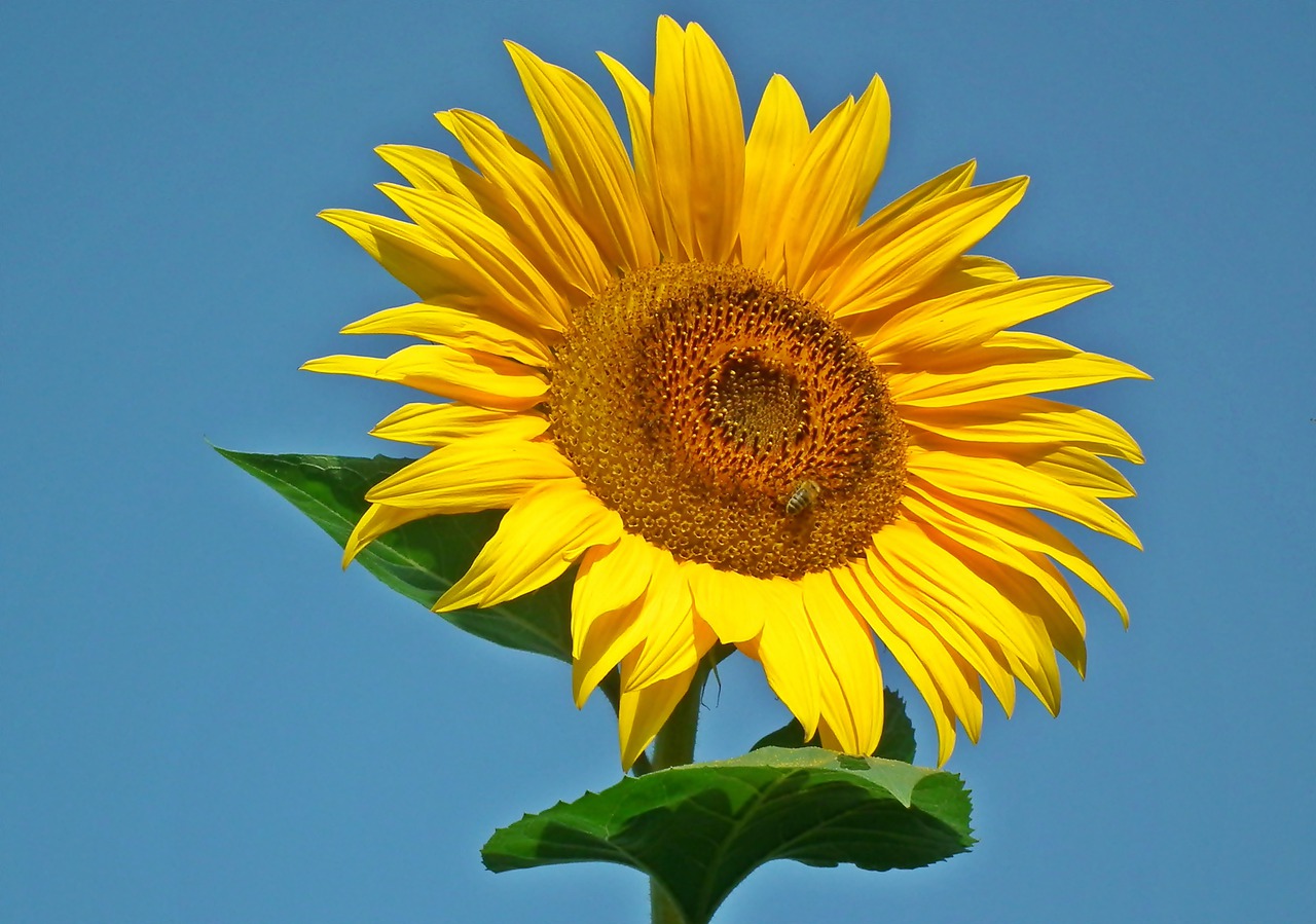 sunflower  flower  summer free photo