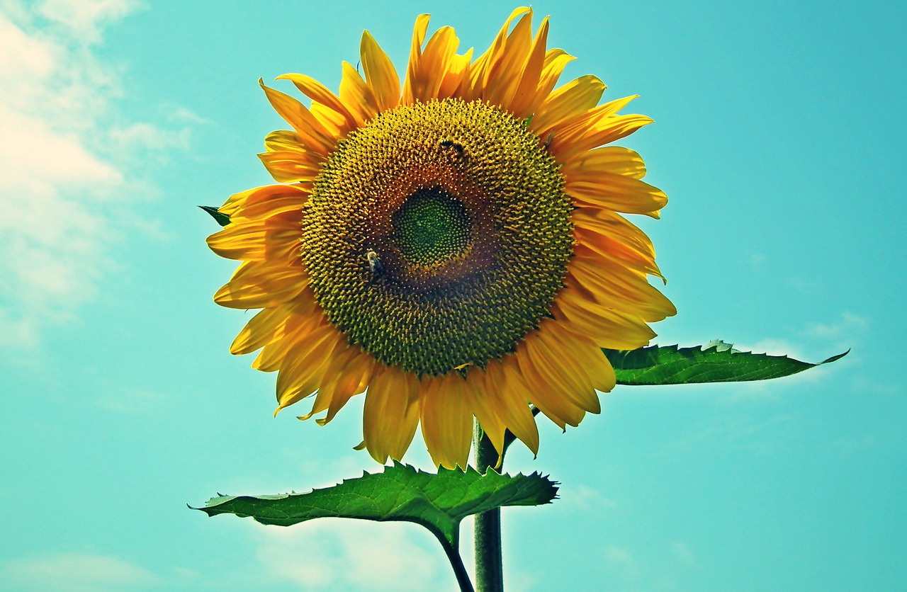 sunflower  flower  summer free photo