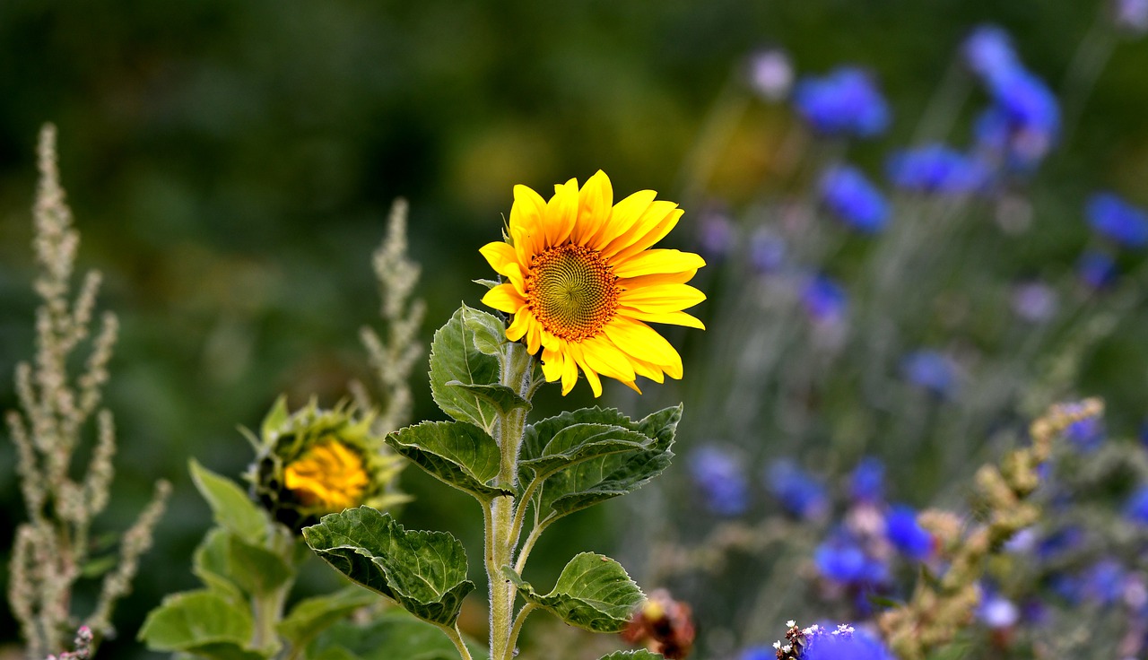 sunflower  petals  seeds free photo