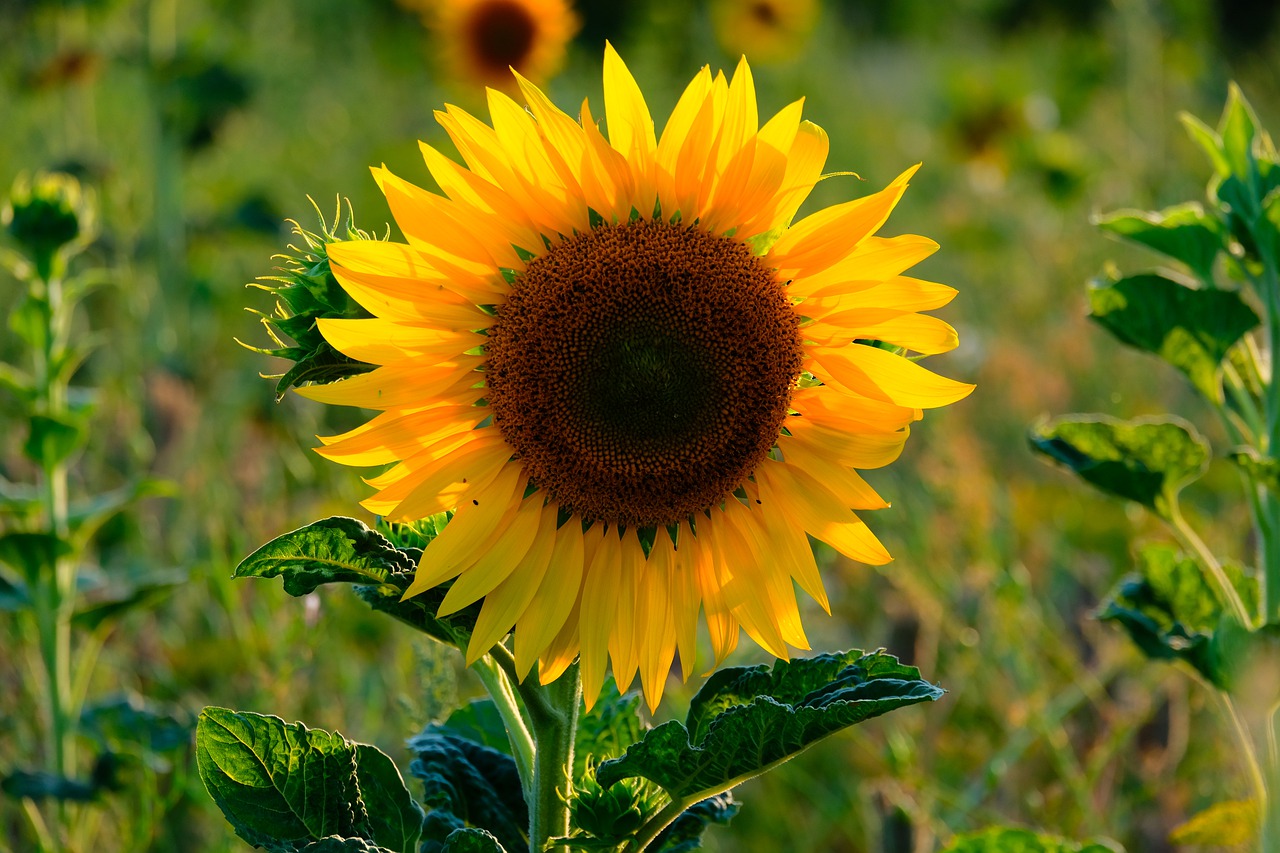 sunflower  flower  summer free photo