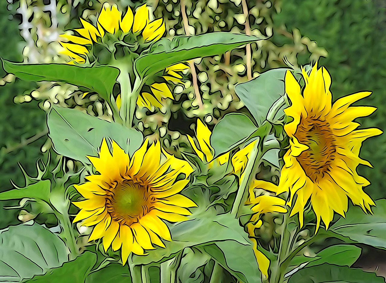 sunflower  helianthos  yellow free photo