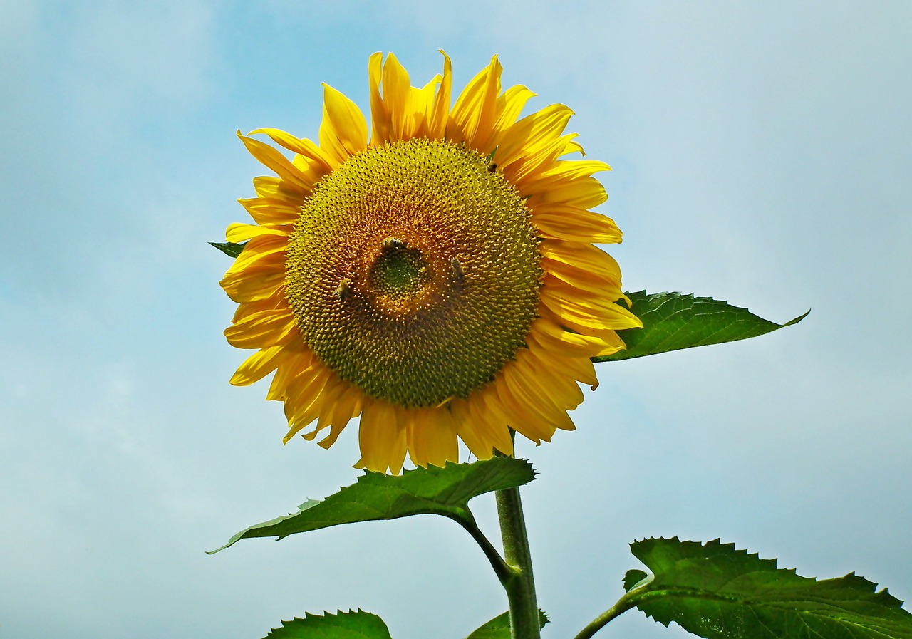 sunflower  flower  summer free photo