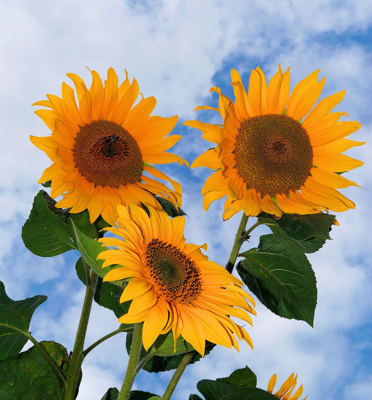 sunflower flowers yellow free photo