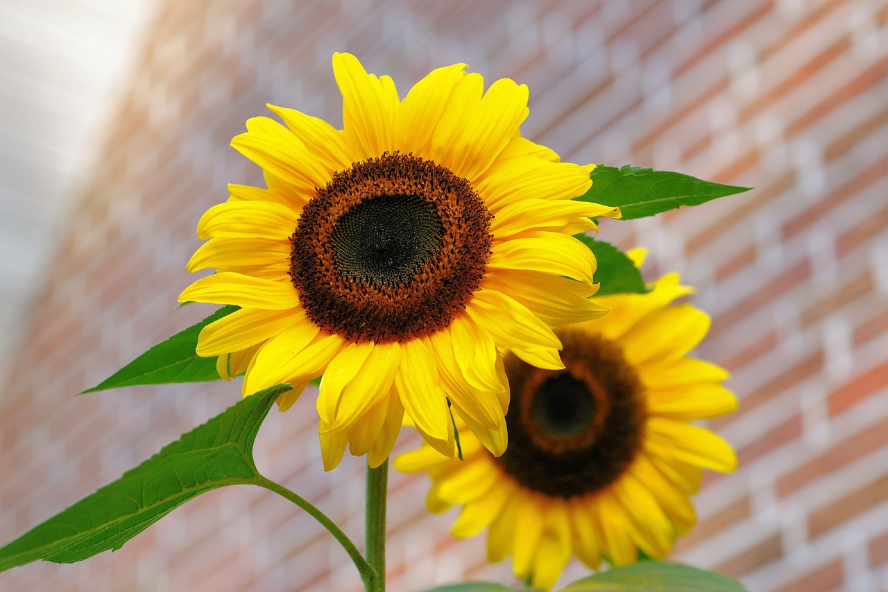 sunflower flowers bright free photo