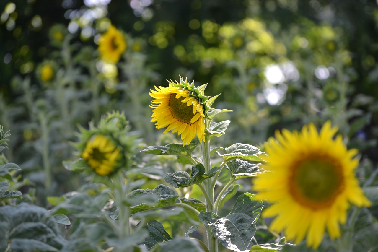 sunflower plant flowers free photo