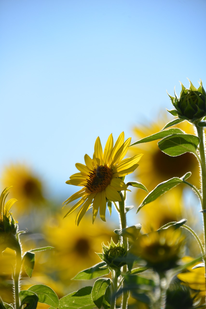 sunflower flowers summer free photo